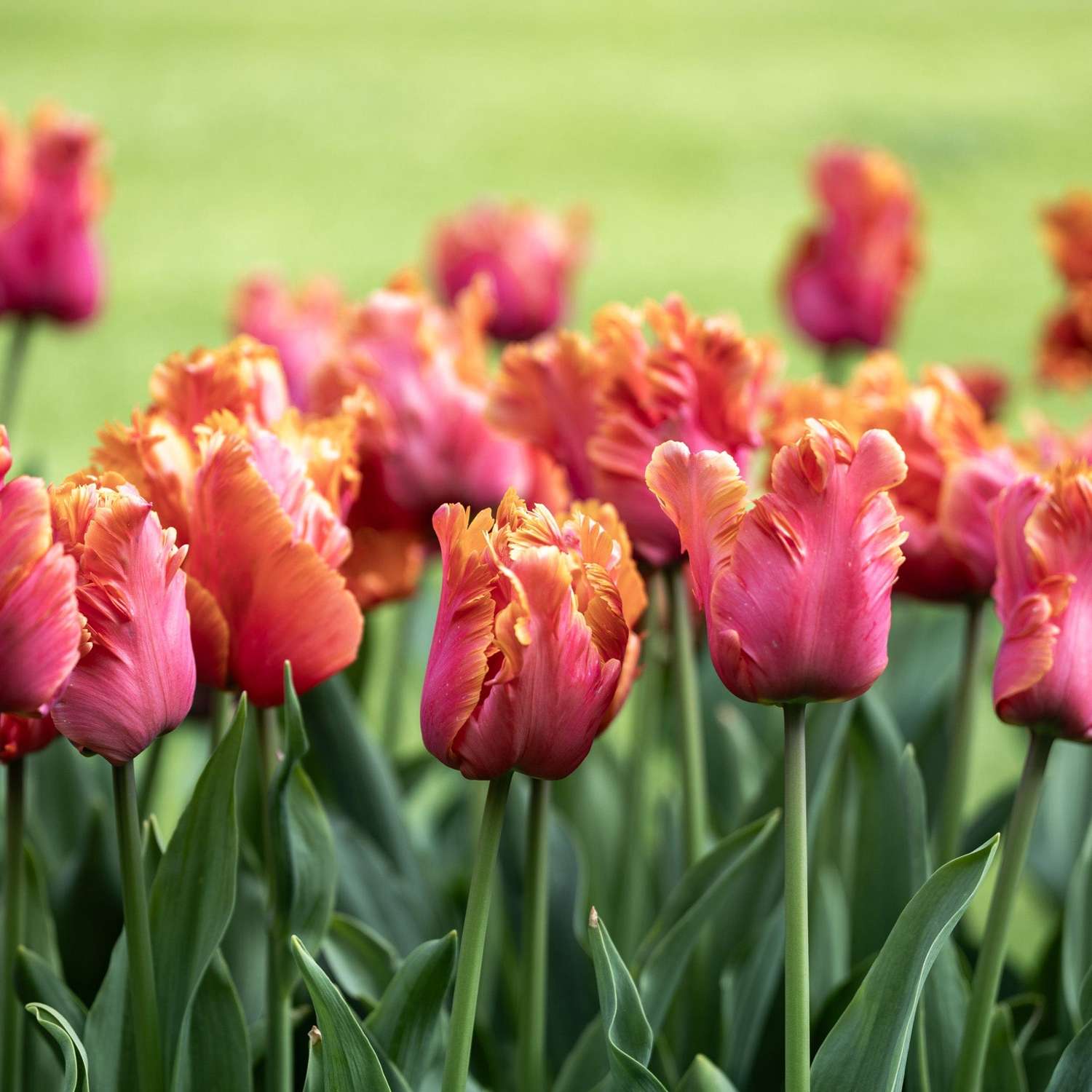 Tulppaani 'Amazing Parrot'